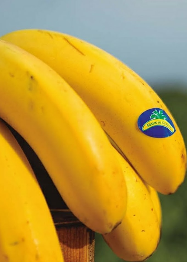 Platano de canarias foto 1