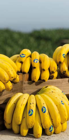 Platano de canarias foto 4 Platano de canarias foto 4